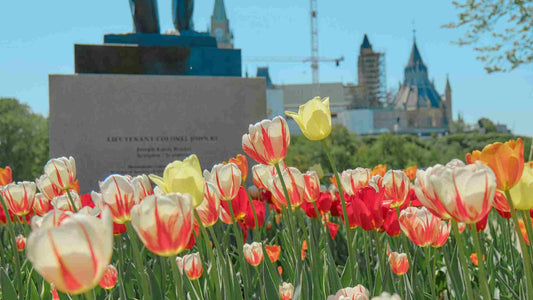 8 Things About Tulip Flower in 2024