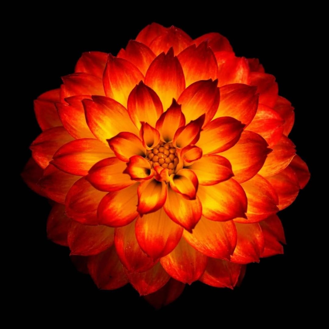4 Flowers That Symbolize Magical Power