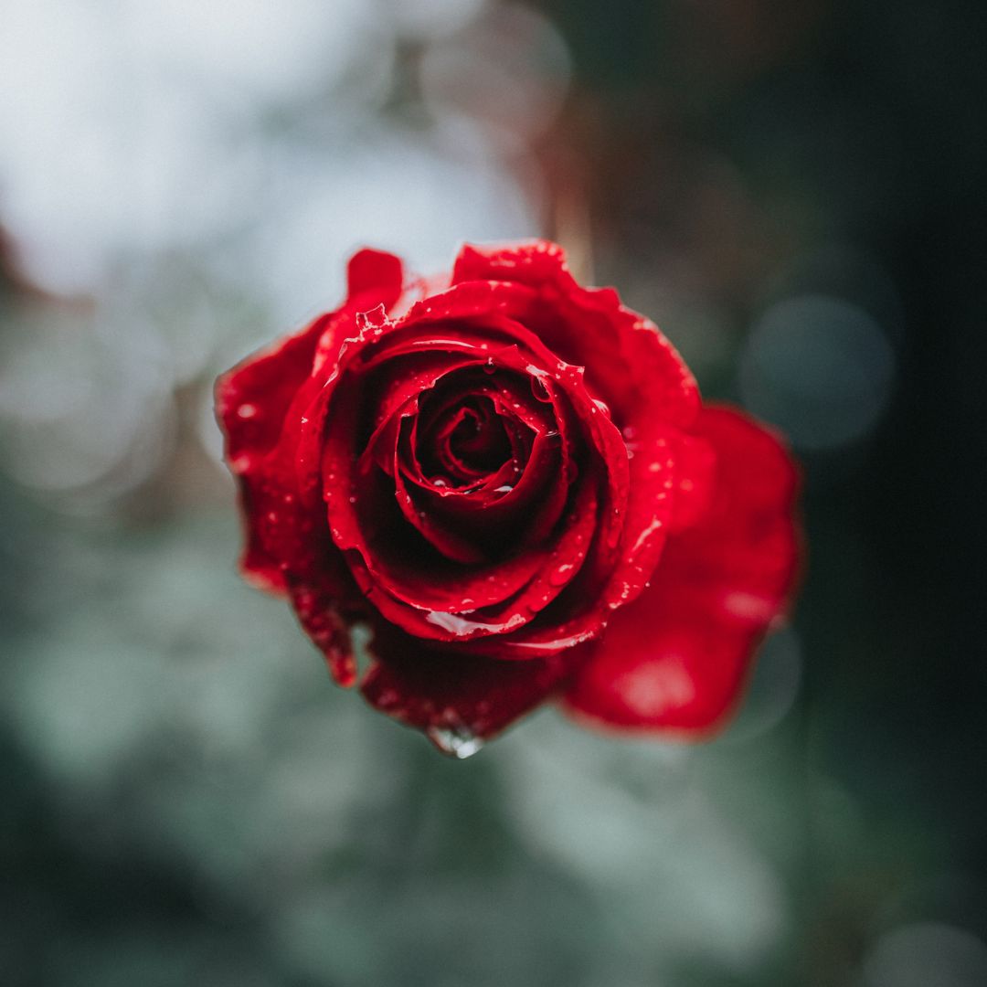 The Timeless Meaning of Roses: Why They Shine in Every Celebration