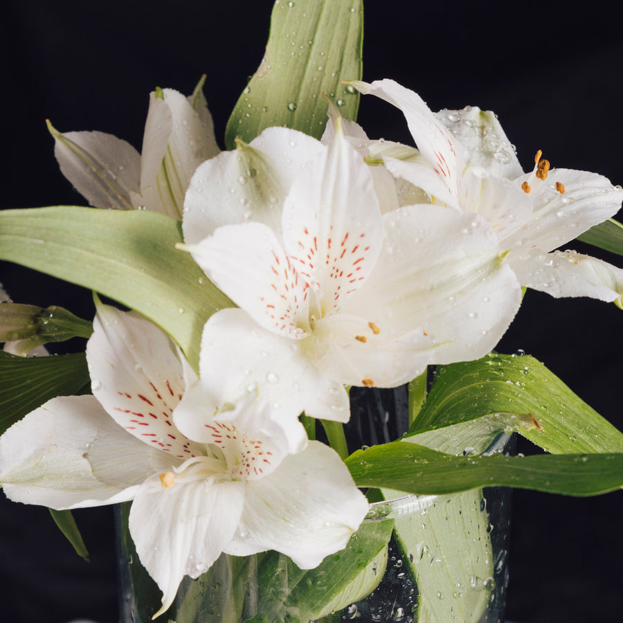 Peace Lily Meaning: A Graceful Plant Gift for Peace, Sympathy, and Elegant Home Décor