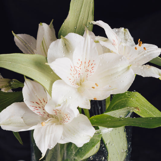 Peace Lily Meaning: A Graceful Plant Gift for Peace, Sympathy, and Elegant Home Décor
