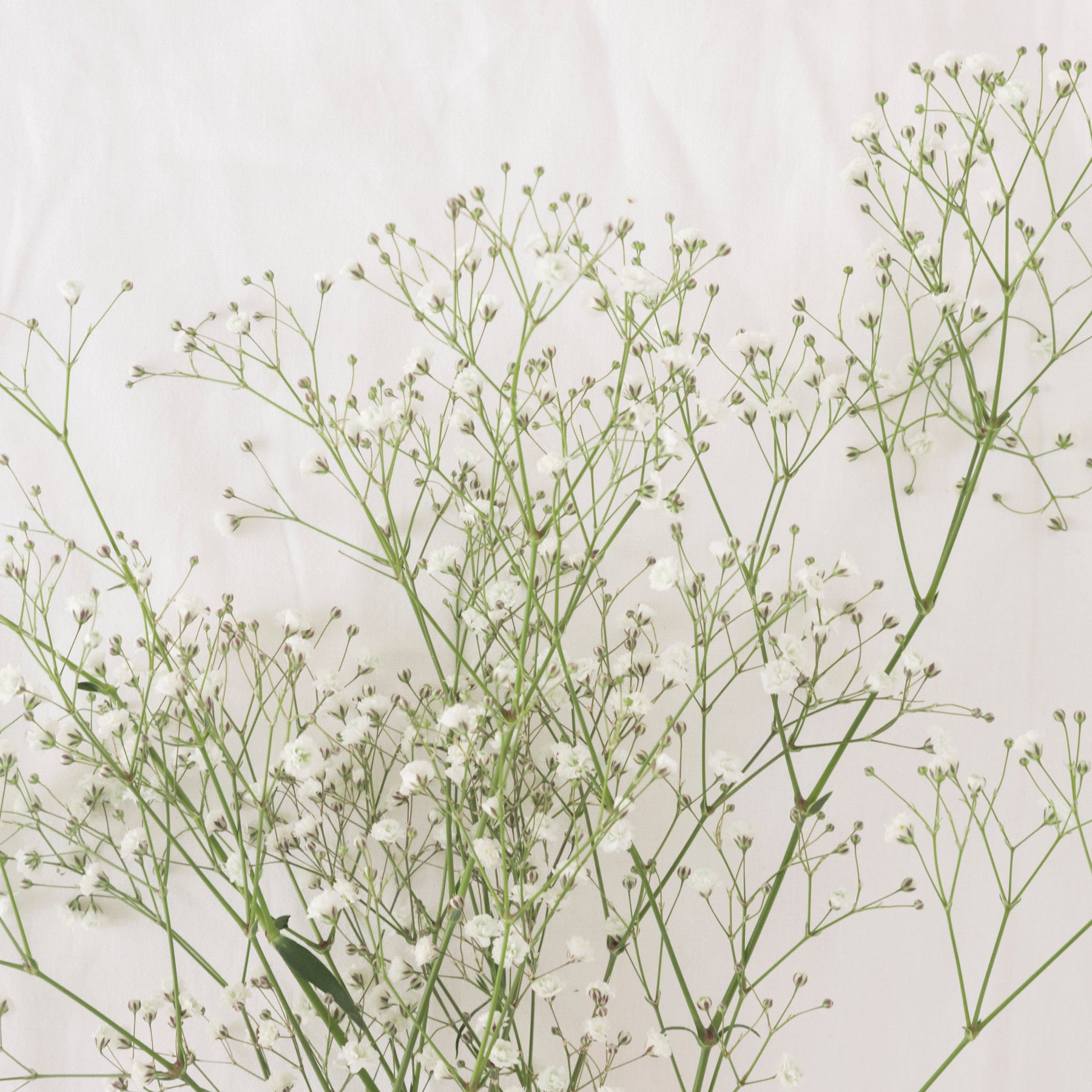 The Timeless Elegance of Baby's Breath Flowers in Malaysia