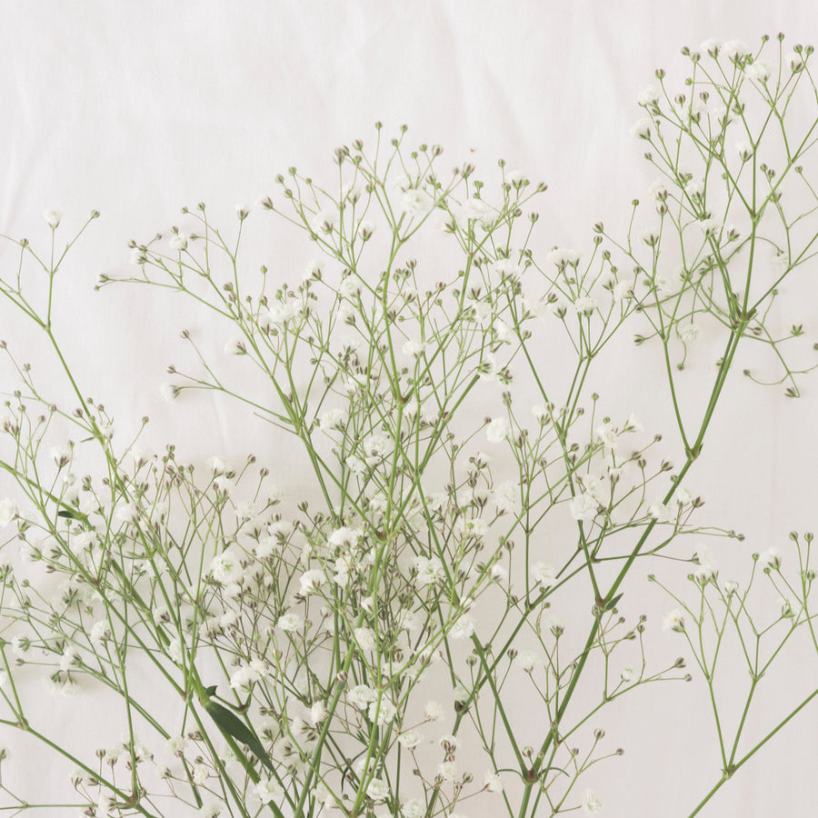 The Timeless Elegance of Baby's Breath Flowers in Malaysia