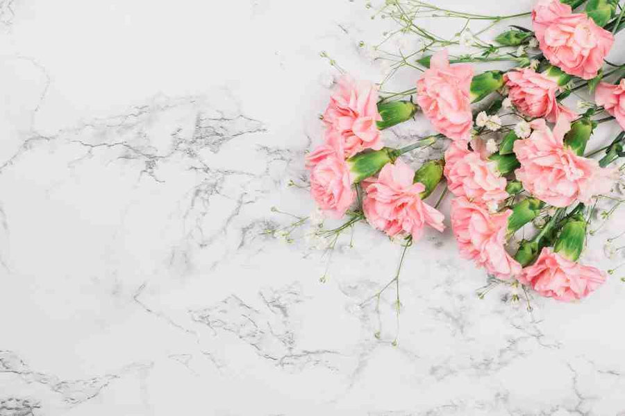 Pink and white carnation varieties from the Dianthus genus