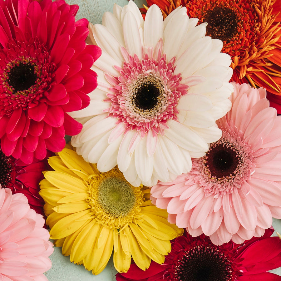 Gerbera Flower Meaning: Bright, Cheerful, and Thoughtful Gift Ideas