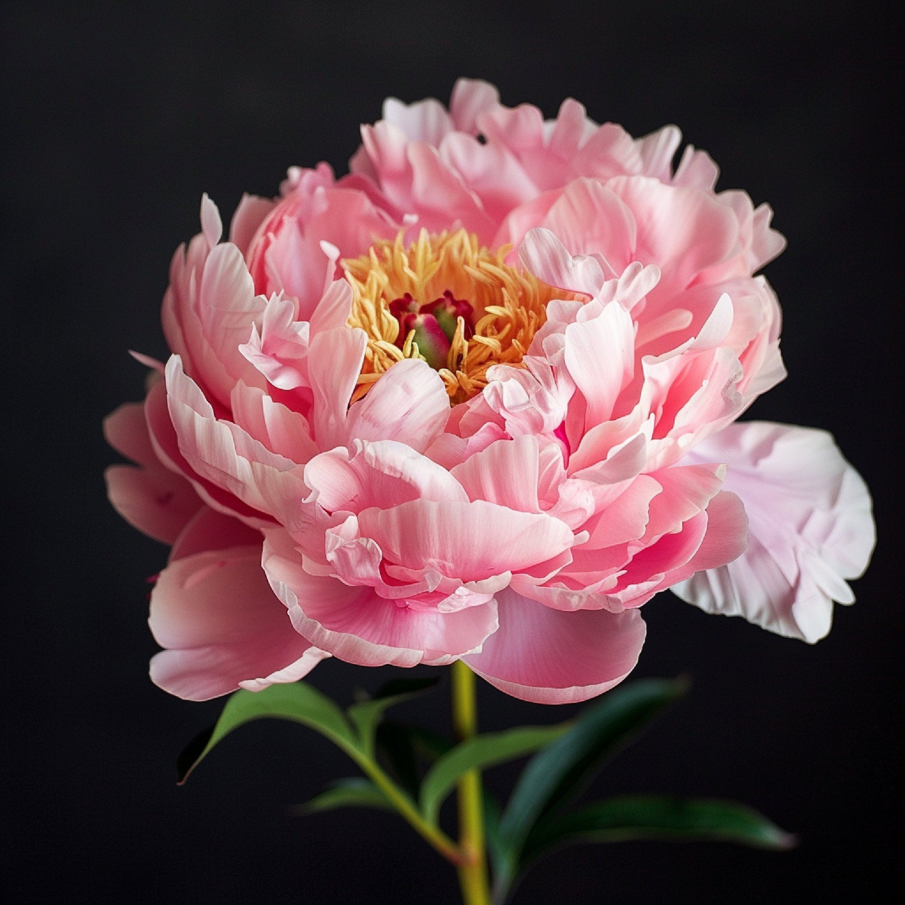 All About The Flower Peony, The Beautiful and Popular Flower