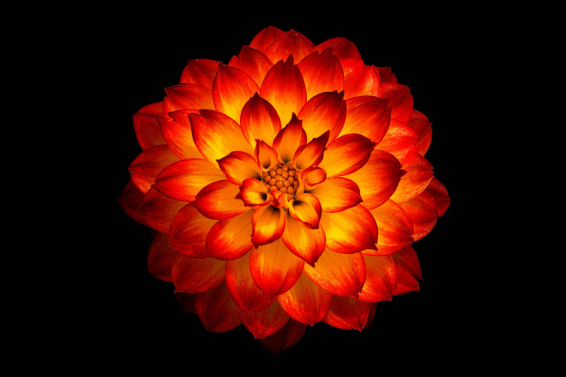 4 Flowers That Symbolize Magical Power