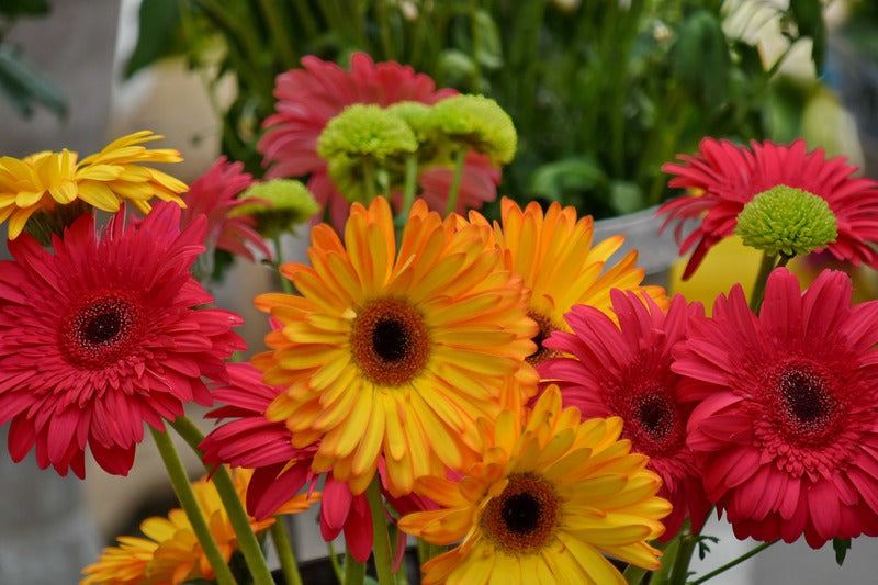 How to Classify Types of flowers