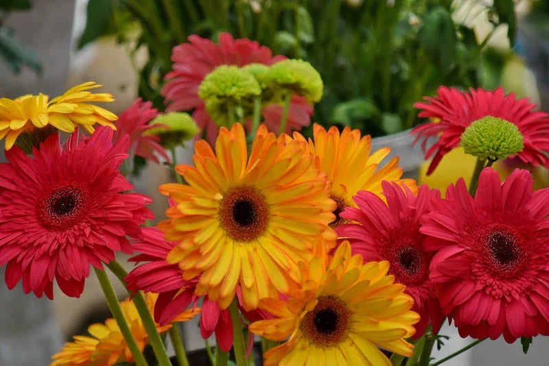 Gerbera flower used to explain flower classification and structure