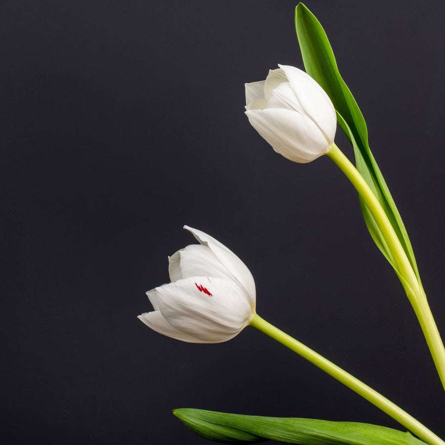 Tulip Flower Gift Ideas from FlowerAdvisor Malaysia for Elegant and Meaningful Moments