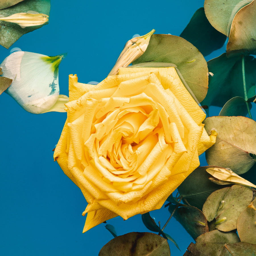 Yellow Roses Meaning: A Bright Flower Gift for Friendship, Joy, and Warm Wishes