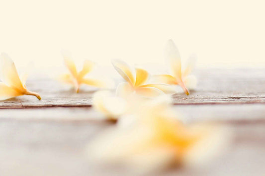 7 Facts of the Only Orchid with Edible Fruit, the Vanilla Flower