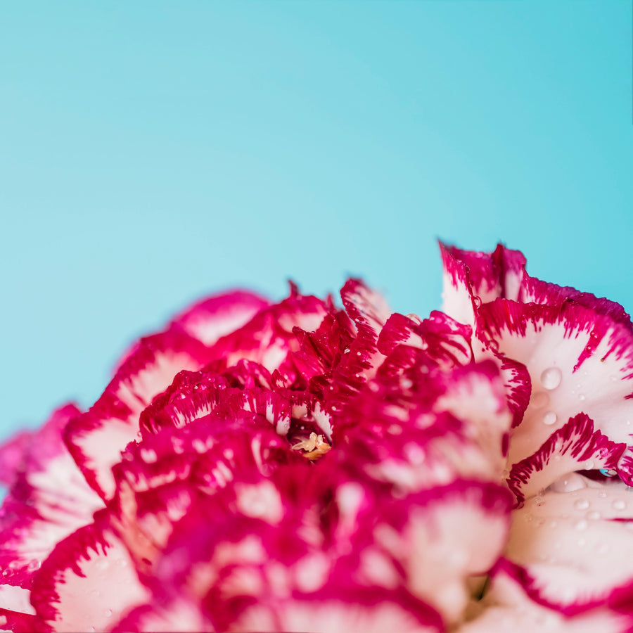 Carnation Flower Meaning: Symbolism, Colours, and Thoughtful Gift Ideas