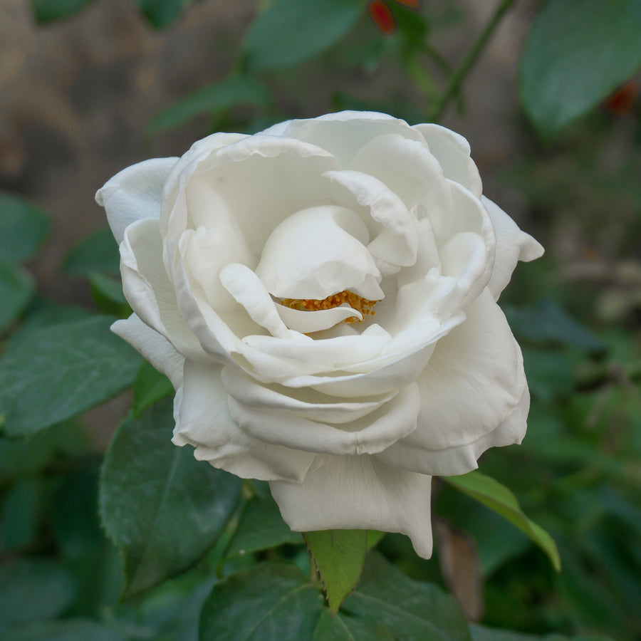 White Roses Meaning and Gift Ideas from FlowerAdvisor Malaysia
