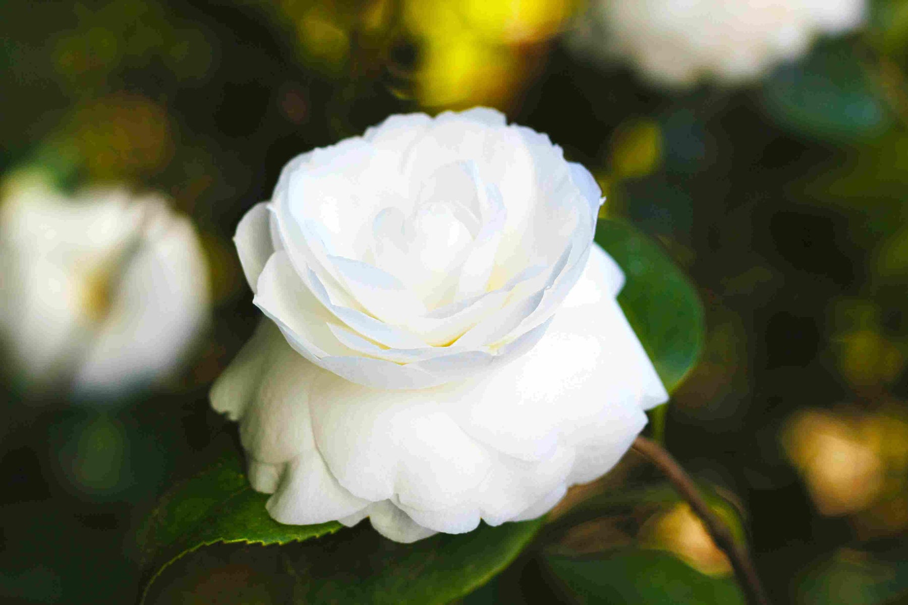4 Beautiful Flowers and Their Significance to Religions