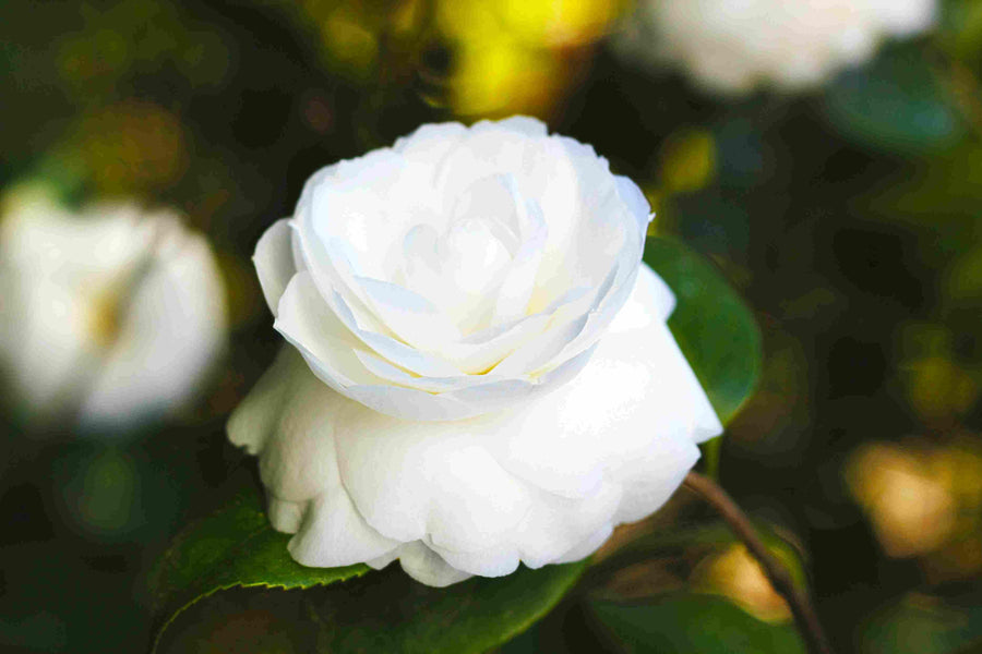 4 Beautiful Flowers and Their Significance to Religions