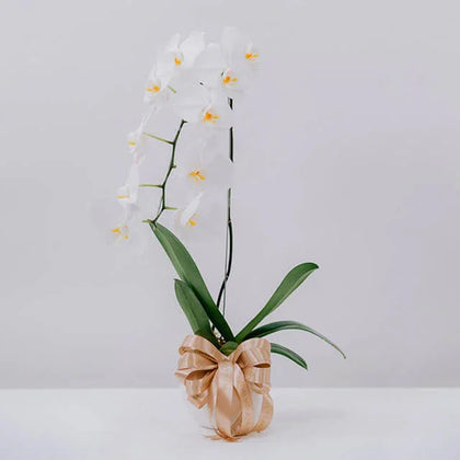 Orchids