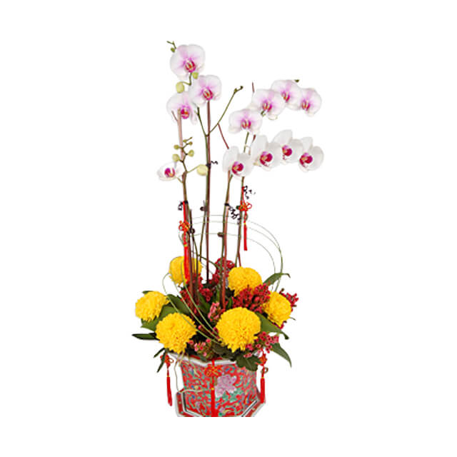 Joyous Longevity - Chinese New Year Phalaenopsis Orchid