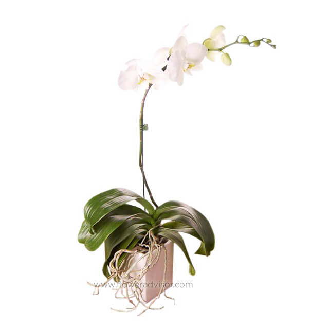 Slender Elegance - white Phalaenopsis orchid in a pot