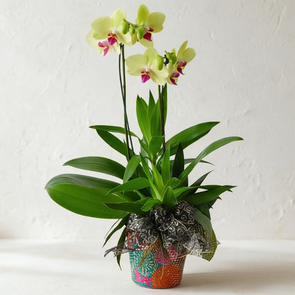 Niloofar Live Phalaenopsis Orchid - Ramadan 2026