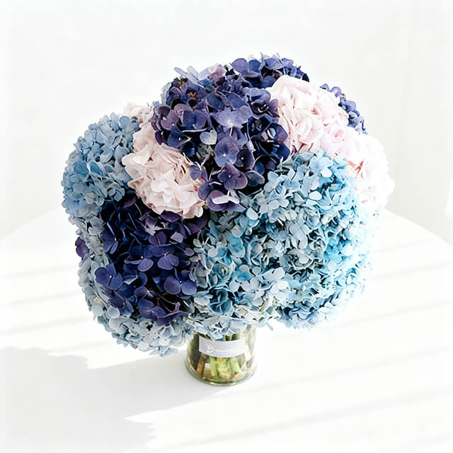 Aurora Serenade Hydrangea