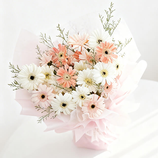 Celestial Gerbera