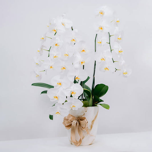 Orchid Plum Serene