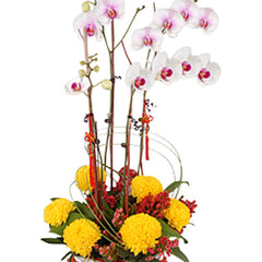 Joyous Longevity - Chinese New Year Phalaenopsis Orchid