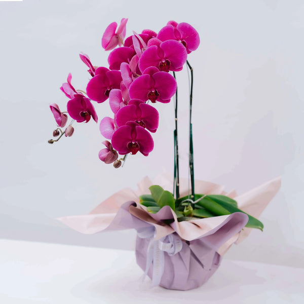 Orchids