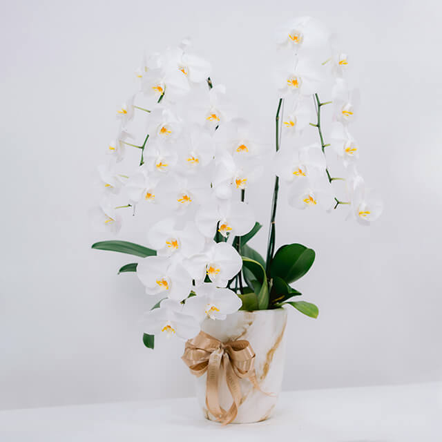 Orchid Plum Serene - 3 stems white orchid vase arrangement